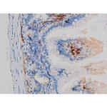 Phospho-p70 S6 Kinase (Ser371) Antibody in Immunohistochemistry (Paraffin) (IHC (P))