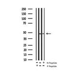 Phospho-CXCR2 (Ser347) Antibody in Western Blot (WB)