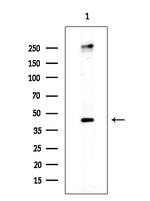Phospho-MKP1/MKP2 (Ser296, Ser318) Antibody in Western Blot (WB)