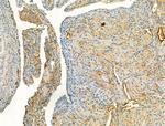 Phospho-eNOS (Ser1177) Antibody in Immunohistochemistry (Paraffin) (IHC (P))