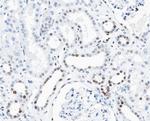 Phospho-Cyclin D3 (Thr283) Antibody in Immunohistochemistry (Paraffin) (IHC (P))