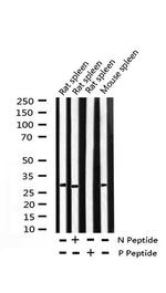 Phospho-Cyclin D3 (Thr283) Antibody in Western Blot (WB)