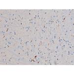 Phospho-Cdc25A (Ser178) Antibody in Immunohistochemistry (Paraffin) (IHC (P))