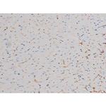 Phospho-Cdc25A (Ser178) Antibody in Immunohistochemistry (Paraffin) (IHC (P))