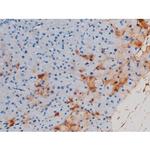 Phospho-Cdc25A (Ser178) Antibody in Immunohistochemistry (Paraffin) (IHC (P))