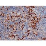 Phospho-Cdc25A (Ser178) Antibody in Immunohistochemistry (Paraffin) (IHC (P))