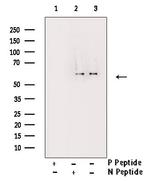 Phospho-Cdc25A (Ser178) Antibody in Western Blot (WB)