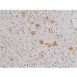 Phospho-CDC25B (Ser323) Antibody in Immunohistochemistry (Paraffin) (IHC (P))