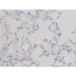 Phospho-CDC25B (Ser323) Antibody in Immunohistochemistry (Paraffin) (IHC (P))