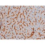 Phospho-AKT1 (Ser124) Antibody in Immunohistochemistry (Paraffin) (IHC (P))