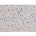 Phospho-AKT1 (Ser124) Antibody in Immunohistochemistry (Paraffin) (IHC (P))