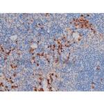 Phospho-AKT1 (Ser124) Antibody in Immunohistochemistry (Paraffin) (IHC (P))