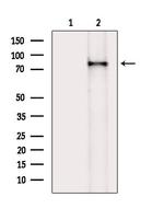 Phospho-AKT2 (Ser474) Antibody in Western Blot (WB)