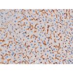 Phospho-IRS1 (Ser636) Antibody in Immunohistochemistry (Paraffin) (IHC (P))