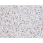 Phospho-IRS1 (Ser639) Antibody in Immunohistochemistry (Paraffin) (IHC (P))