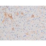 Phospho-IRS1 (Ser639) Antibody in Immunohistochemistry (Paraffin) (IHC (P))