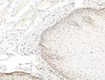 Phospho-PPAR gamma (Ser112) Antibody in Immunohistochemistry (Paraffin) (IHC (P))