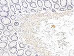 Phospho-PPAR gamma (Ser112) Antibody in Immunohistochemistry (Paraffin) (IHC (P))