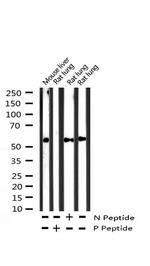 Phospho-PPAR gamma (Ser112) Antibody in Western Blot (WB)