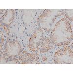 Phospho-Alpha-synuclein (Ser129) Antibody in Immunohistochemistry (Paraffin) (IHC (P))