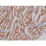 Phospho-Alpha-synuclein (Ser129) Antibody in Immunohistochemistry (Paraffin) (IHC (P))