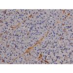 Phospho-STAT6 (Tyr641) Antibody in Immunohistochemistry (Paraffin) (IHC (P))