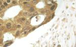 Phospho-STAT5 alpha/beta (Ser726, Ser731) Antibody in Immunohistochemistry (Paraffin) (IHC (P))