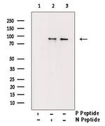 Phospho-STAT5 alpha/beta (Ser726, Ser731) Antibody in Western Blot (WB)