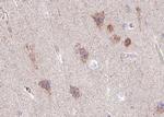 Phospho-GluR2 (Ser880) Antibody in Immunohistochemistry (Paraffin) (IHC (P))