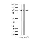 Phospho-GluR2 (Ser880) Antibody in Western Blot (WB)