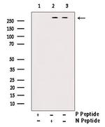 Phospho-mTOR (Ser2481) Antibody in Western Blot (WB)