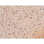 Phospho-SYK (Tyr348) Antibody in Immunohistochemistry (Paraffin) (IHC (P))