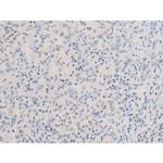 Phospho-GATA4 (Ser262) Antibody in Immunohistochemistry (Paraffin) (IHC (P))