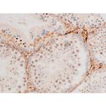 Phospho-GATA4 (Ser262) Antibody in Immunohistochemistry (Paraffin) (IHC (P))