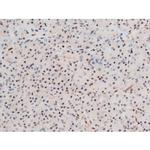 Phospho-GATA4 (Ser262) Antibody in Immunohistochemistry (Paraffin) (IHC (P))