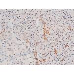 Phospho-GATA4 (Ser262) Antibody in Immunohistochemistry (Paraffin) (IHC (P))