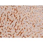 Phospho-GATA4 (Ser262) Antibody in Immunohistochemistry (Paraffin) (IHC (P))