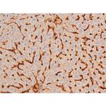 Phospho-GATA4 (Ser262) Antibody in Immunohistochemistry (Paraffin) (IHC (P))