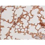 Phospho-GATA4 (Ser262) Antibody in Immunohistochemistry (Paraffin) (IHC (P))