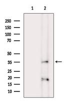 Phospho-Crk (Tyr221) Antibody in Western Blot (WB)