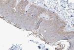 Phospho-ETK (Tyr566) Antibody in Immunohistochemistry (Paraffin) (IHC (P))