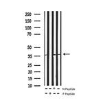 Phospho-Ephrin B2 (Tyr330) Antibody in Western Blot (WB)