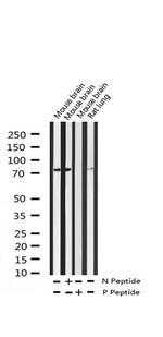 Phospho-LIMK2 (Ser283) Antibody in Western Blot (WB)