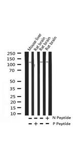 Phospho-HDAC4 (Ser632) Antibody in Western Blot (WB)