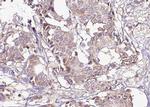 Phospho-14-3-3 zeta (Ser58) Antibody in Immunohistochemistry (Paraffin) (IHC (P))