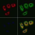 Phospho-14-3-3 zeta (Thr232) Antibody in Immunocytochemistry (ICC/IF)