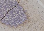 Phospho-14-3-3 zeta (Thr232) Antibody in Immunohistochemistry (Paraffin) (IHC (P))