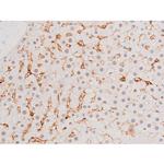 Phospho-FOXO4 (Thr451) Antibody in Immunohistochemistry (Paraffin) (IHC (P))