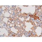 Phospho-Dynamin 1 (Ser774) Antibody in Immunohistochemistry (Paraffin) (IHC (P))