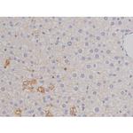 Phospho-Bcl-xL (Thr47) Antibody in Immunohistochemistry (Paraffin) (IHC (P))